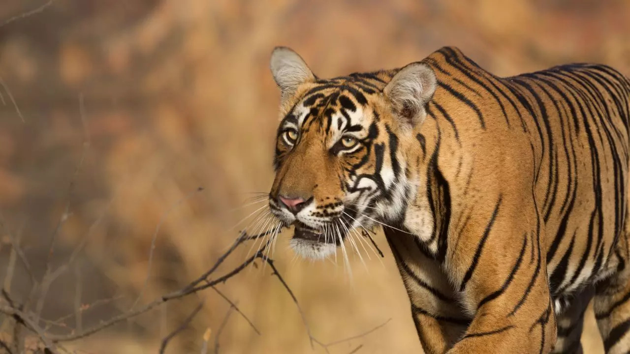 Soon, Vande Bharat Express To Connect Udaipur And Ranthambore National Park To Agra. Credit: Canva