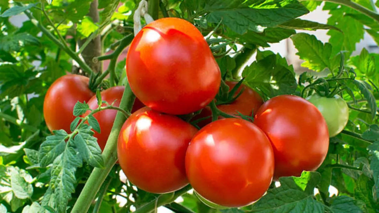 Representative Image: Tomato Prices Have Soared Up On Online Platforms In Bengaluru