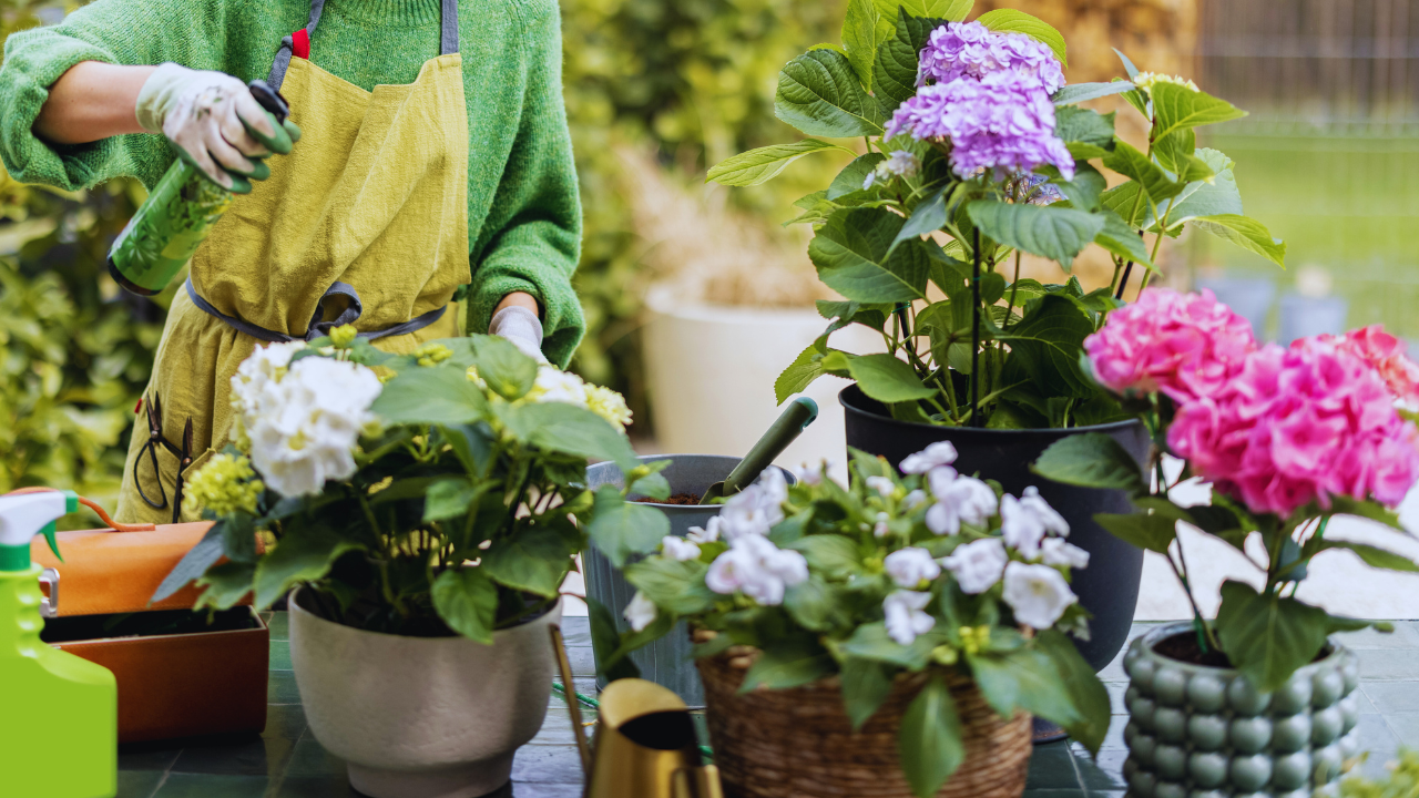 Homemade Pesticide Sprays for Indoor Plants