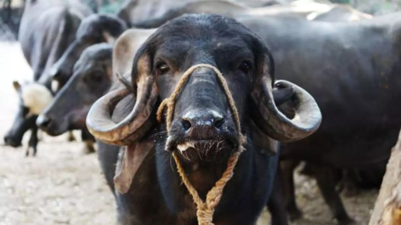 Representative Image: Herd Of Buffaloes