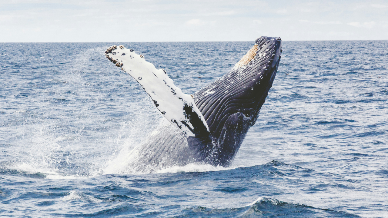 Whale Capsizes Boat