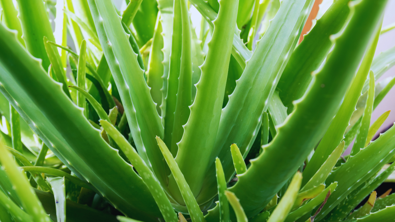 Tips To Grow Bushy Aloe Vera Plant