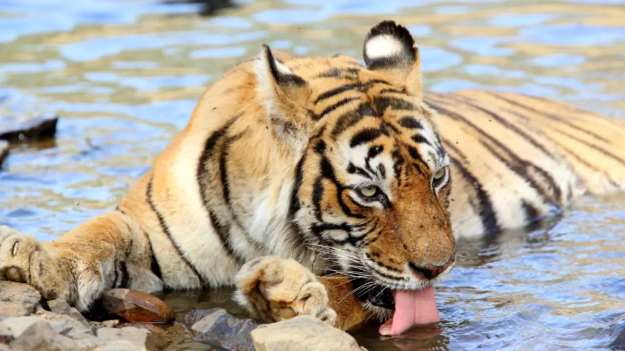 6 Iconic Tigers Of Indian National Parks And Their Legacy. Credit: ranthamborenationalpark