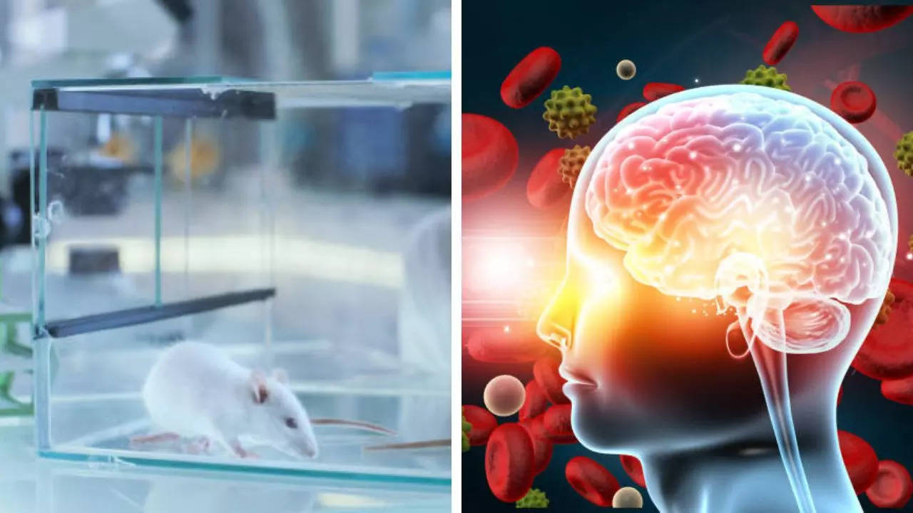 Nasal Spray in Mice Washes Brain’ Of Toxic Alzheimer’s protein