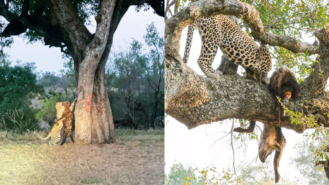 Left: The leopard struggles to lift the hyena; right: the big Cat eats its prey. | David Van Zyl