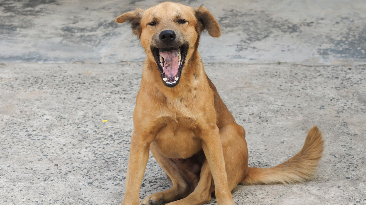 Stray dog attack (Representational Image)