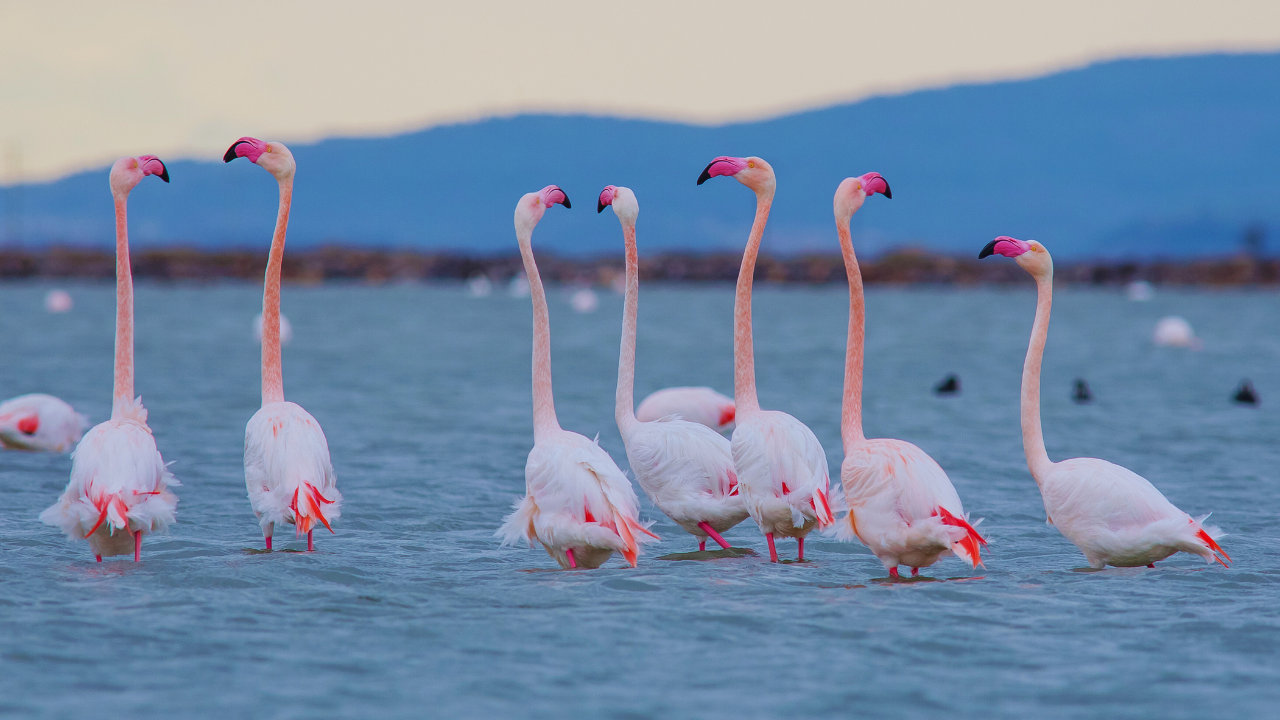 Chinese Migratory Bird Sanctuaries Added To UNESCO