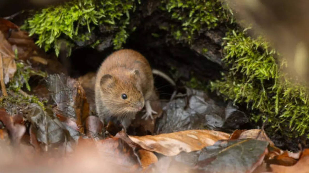 Hantavirus Cases On Rise in The United States