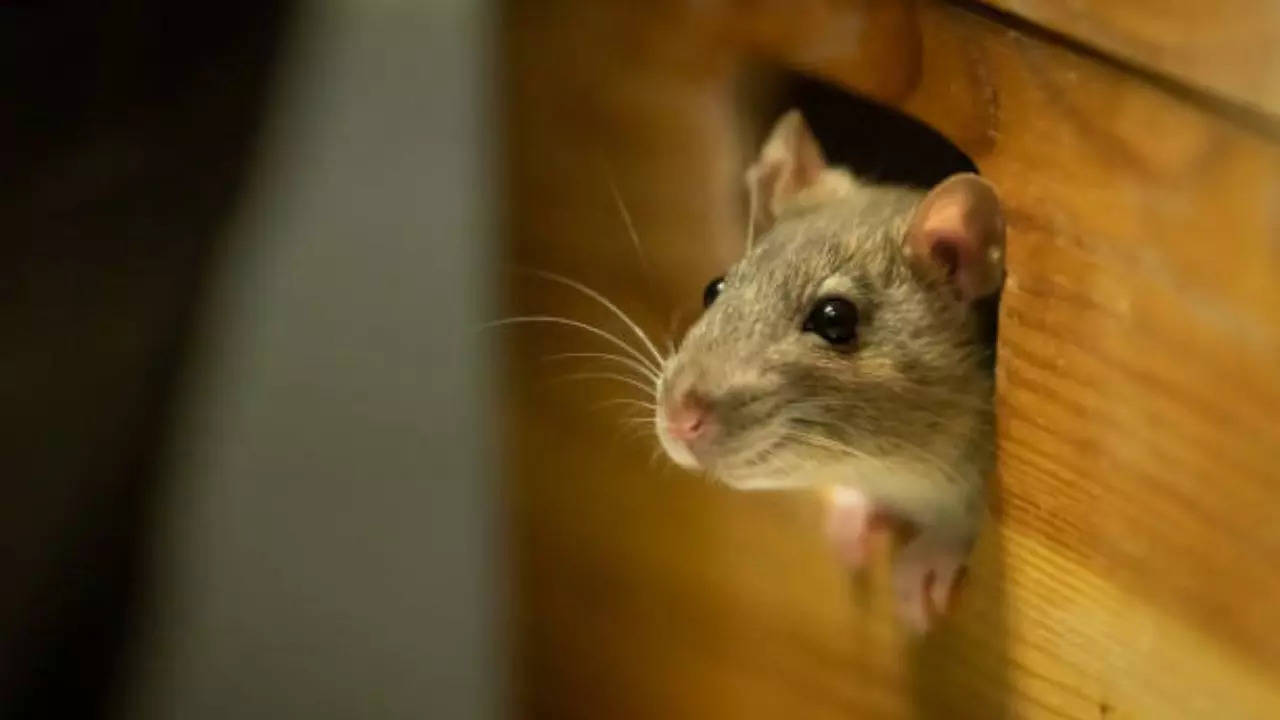 Deadly diseases that spread from rats and rodents