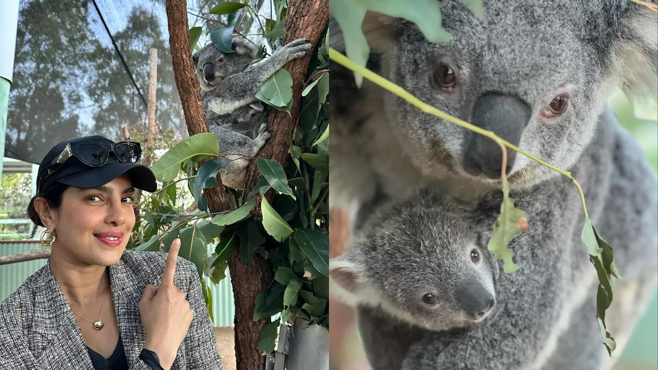 Priyanka Chopra Meets Koala Named After Her. Hubby Nick Jonas' Reaction To Video Is Unmissable