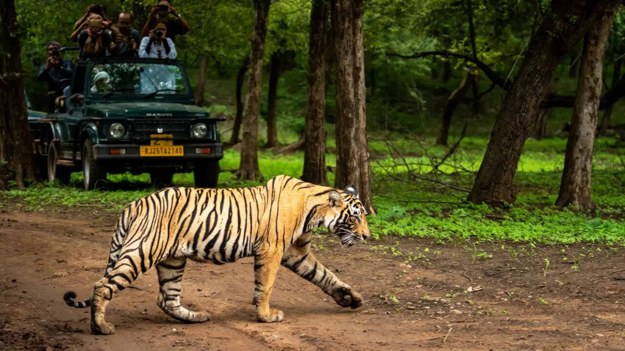 Tiger Safari