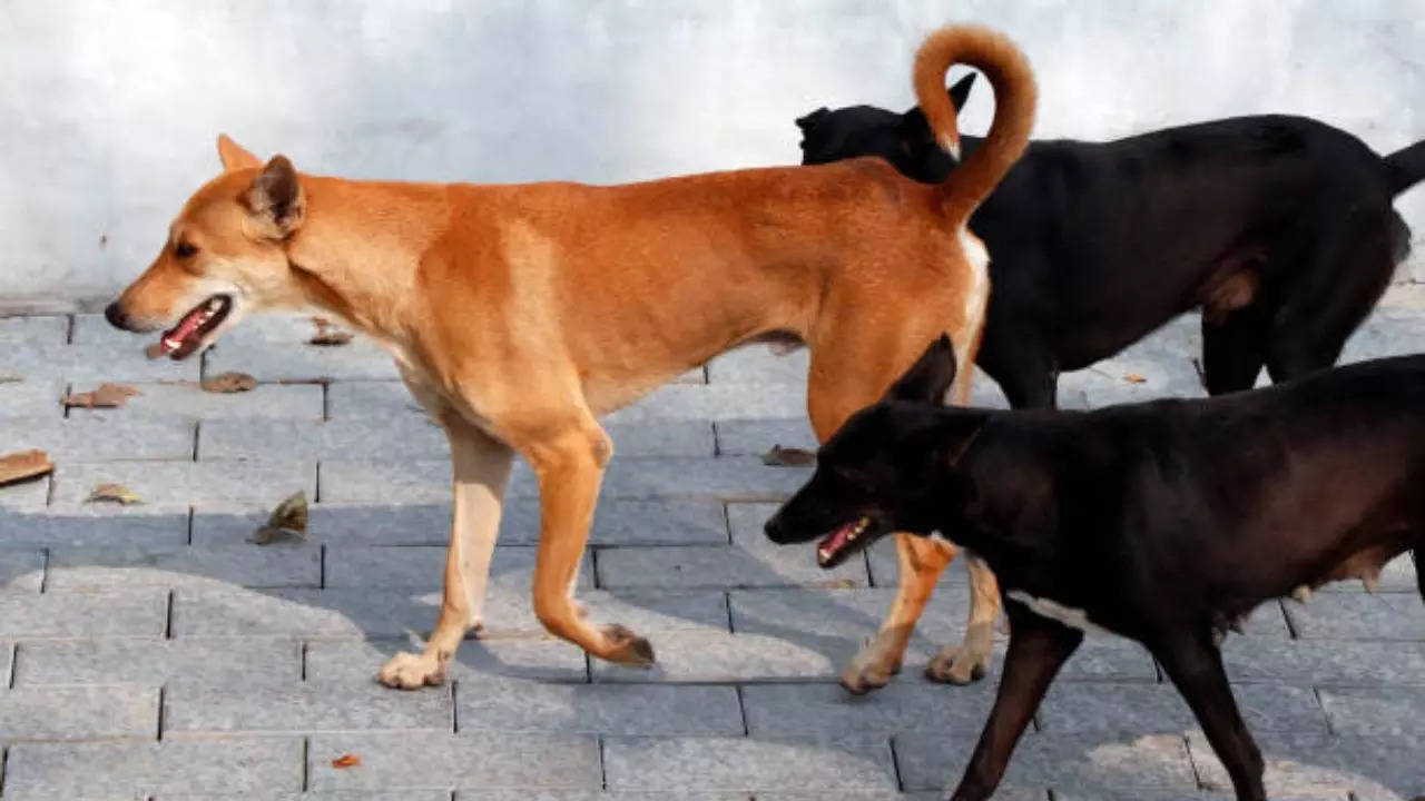 Representative Image: Stray Dogs