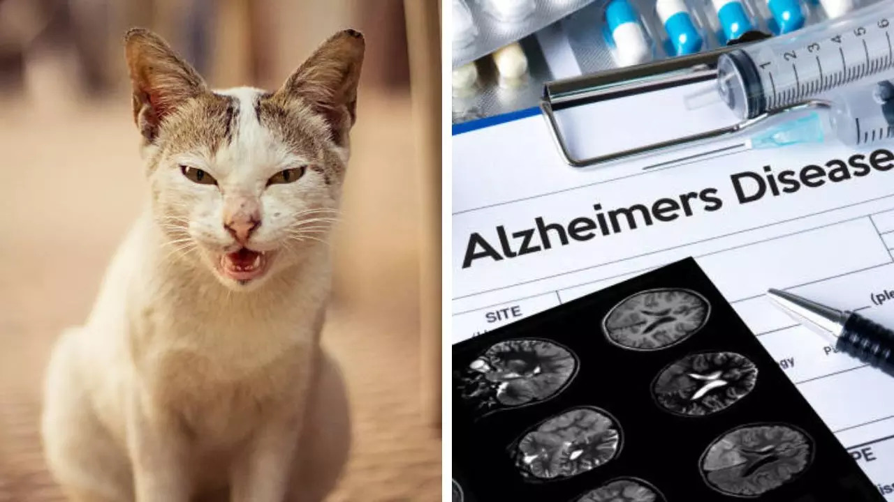 Cat Poop Can Treat Alzheimer's Parkinson's