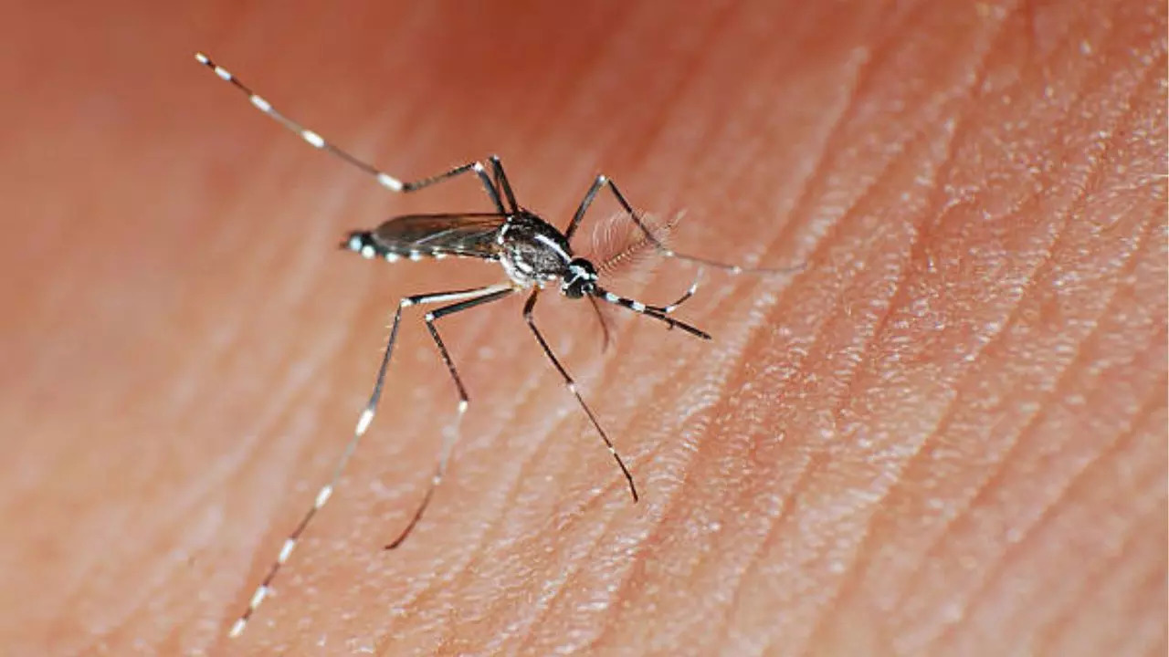 Telangana Records Over 1800 Dengue Cases; Know How To Keep Yourself Safe