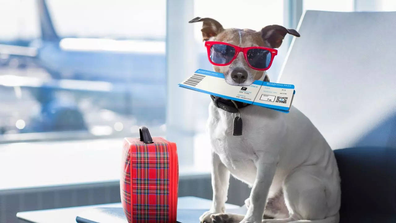 Things You Should Know Before Taking Your Dog On A Flight. Credit: iStock