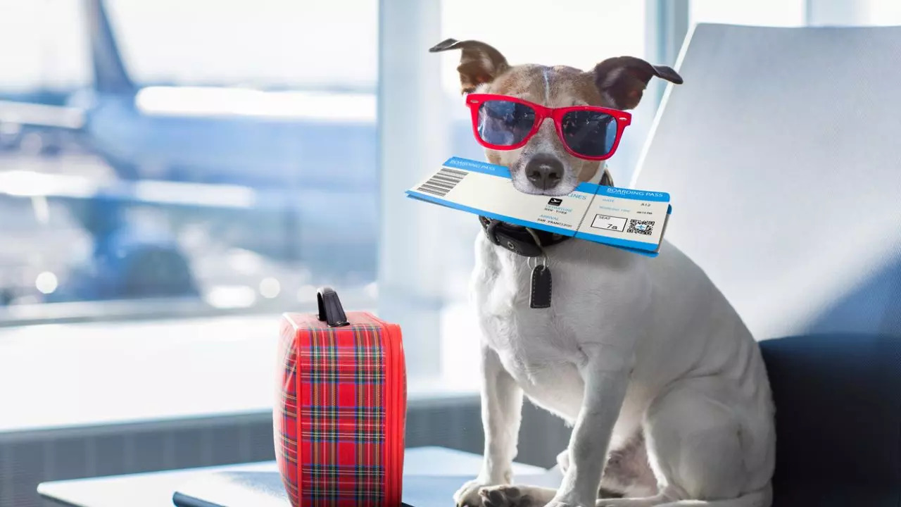 Things You Should Know Before Taking Your Dog On A Flight. Credit: iStock