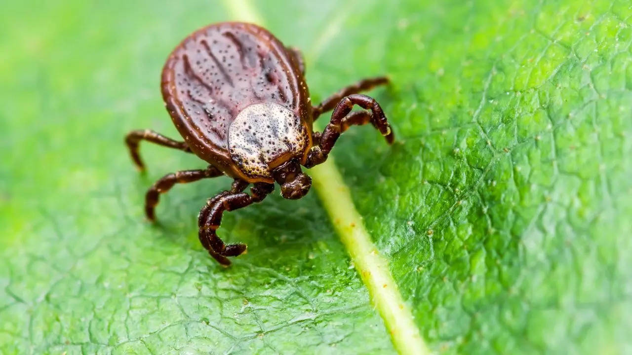 Man Dies After Contracting ‘Bleeding Eyes’ Disease From Tick Bite