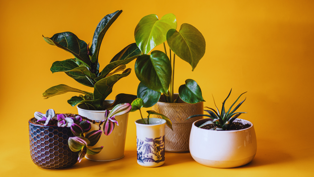 Plants You Should Avoid Keeping at Home According to Vastu