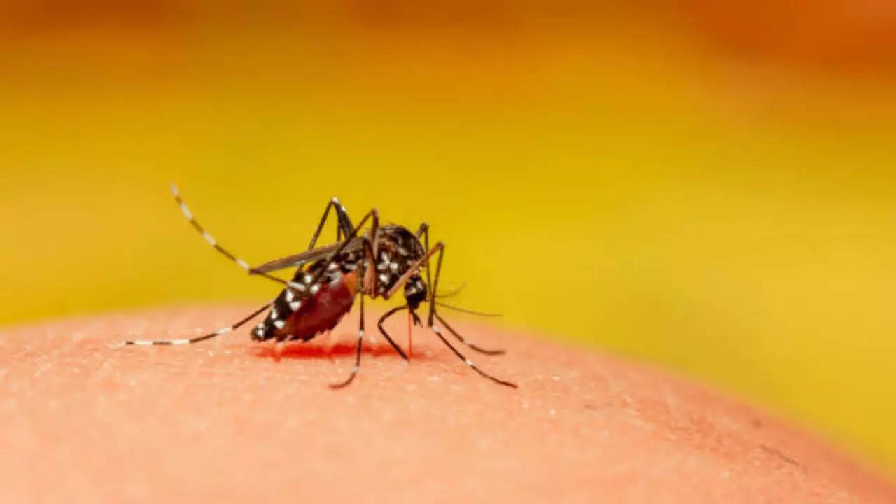 Why is dengue spreading in the US