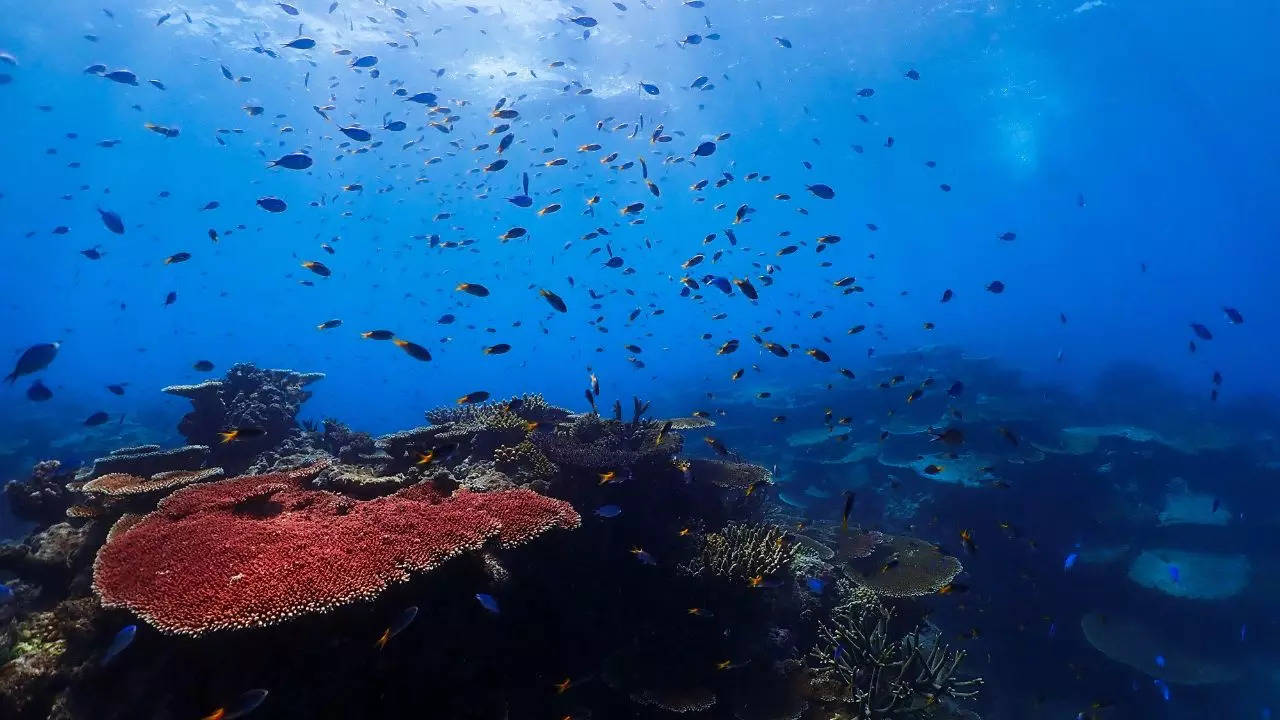 The Great Barrier Reef