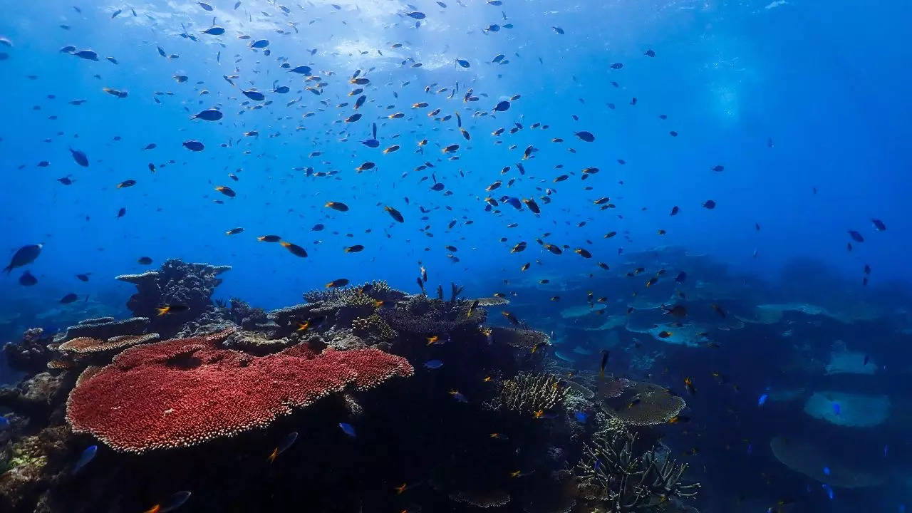 The Great Barrier Reef