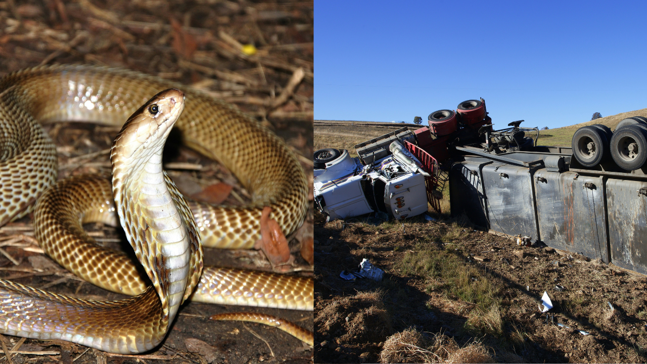 did an accident on i-25 in casper, wyoming release hundreds of king cobras? truth behind viral post