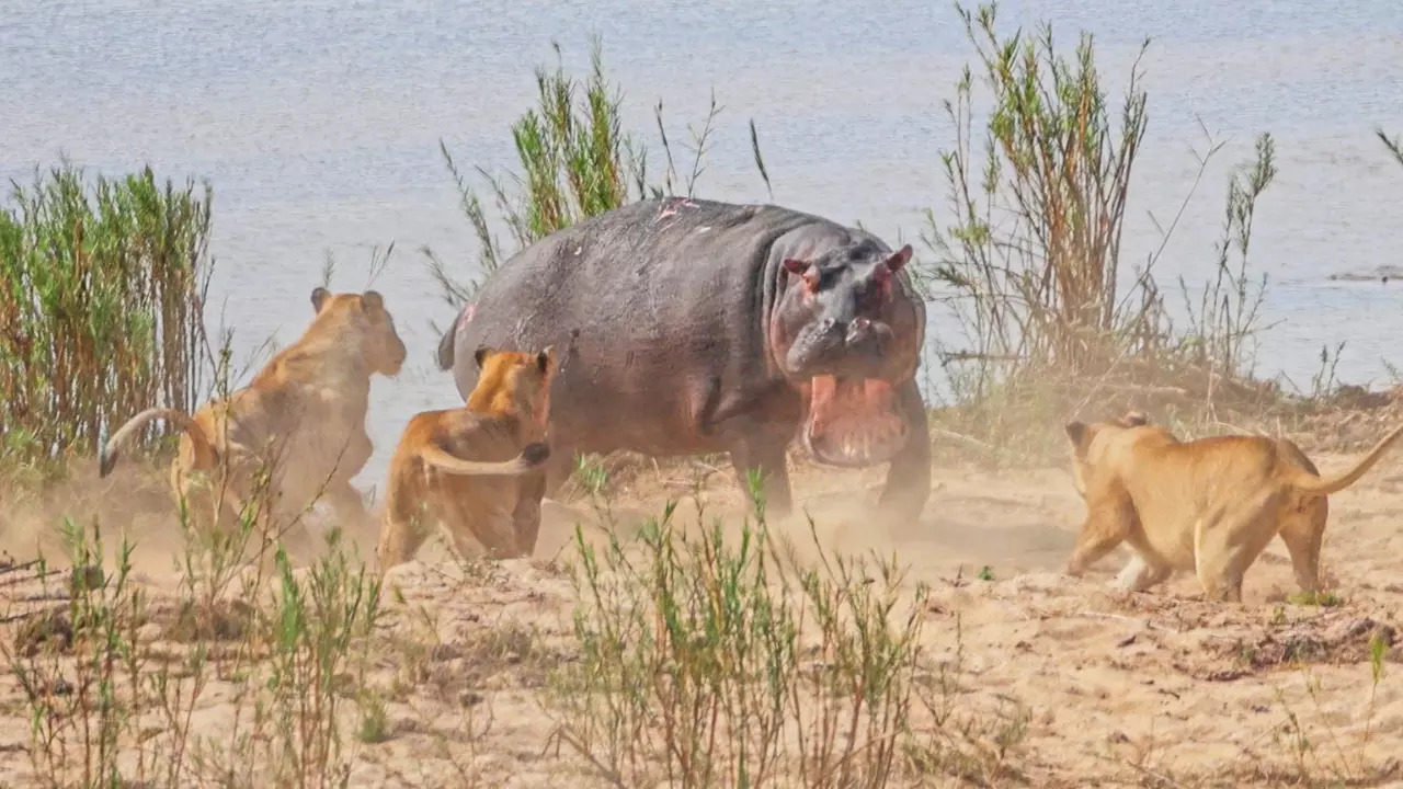 Lionesses surround a lone hippo in Kruger National Park. | Barry Smith/Latest Sightings