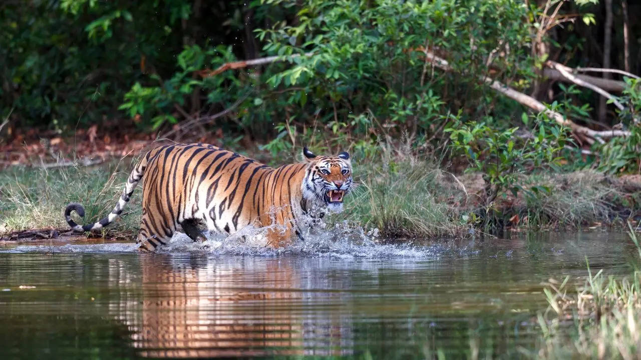 A Safari Guide To Bandhavgarh National Park. Credit: Canva