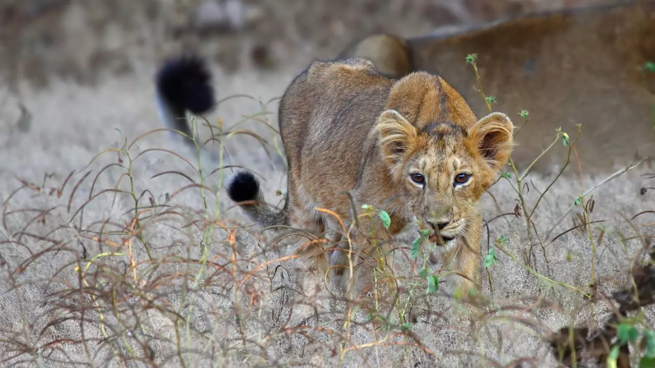 You Will Soon See New Lion-Leopard Safari Parks In Gujarat. Credit: Canva