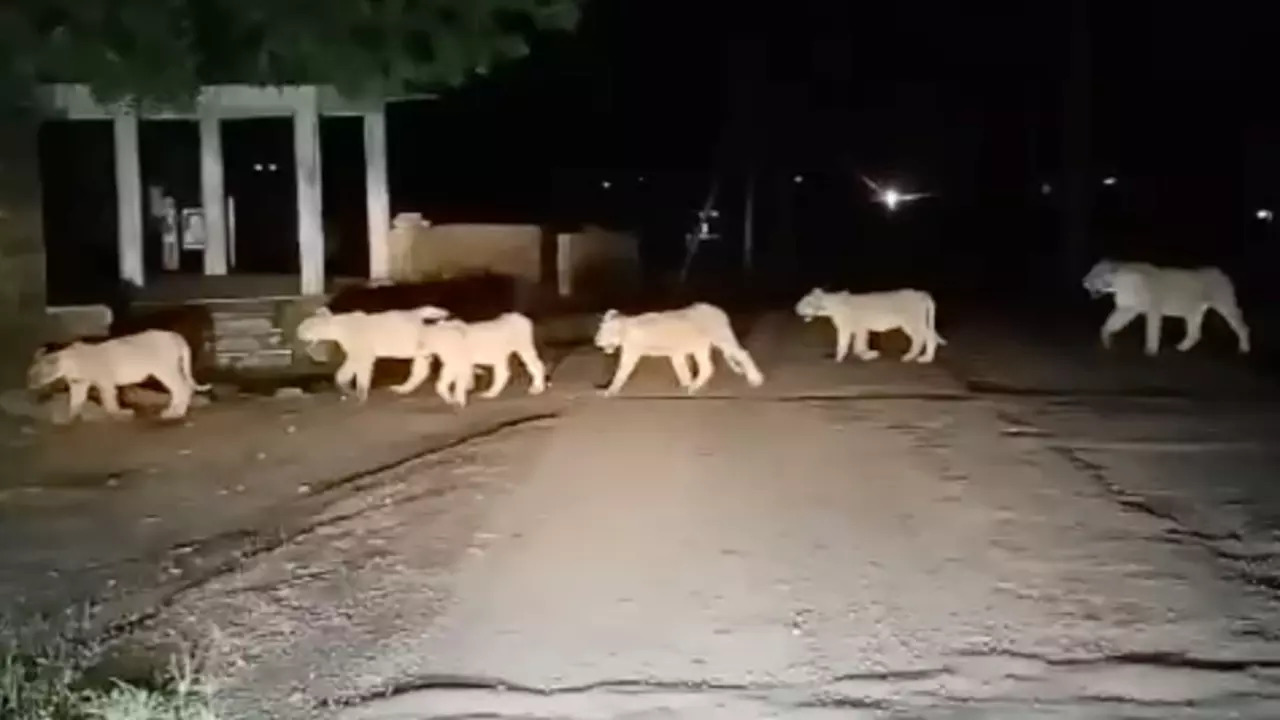 Gir National Park is the last natural habitat of Asiatic lions. | Amit Kumar/TNN Navbharat