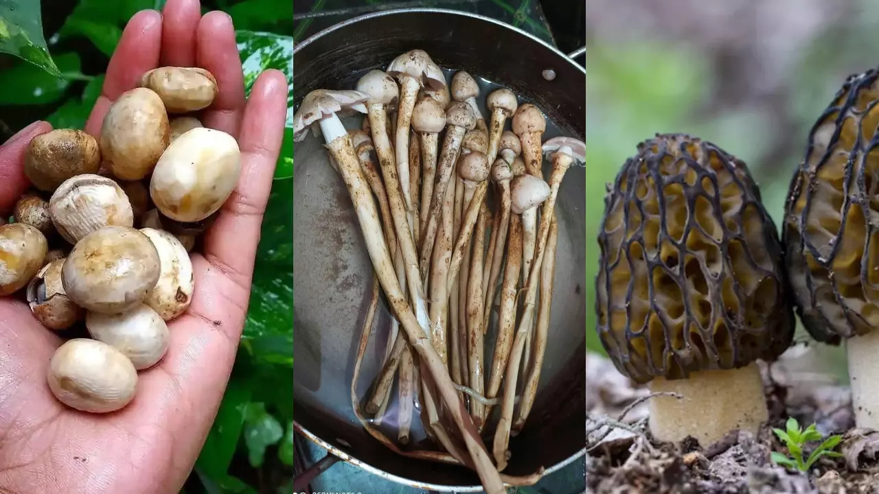 Mushrooms In Jharkhand