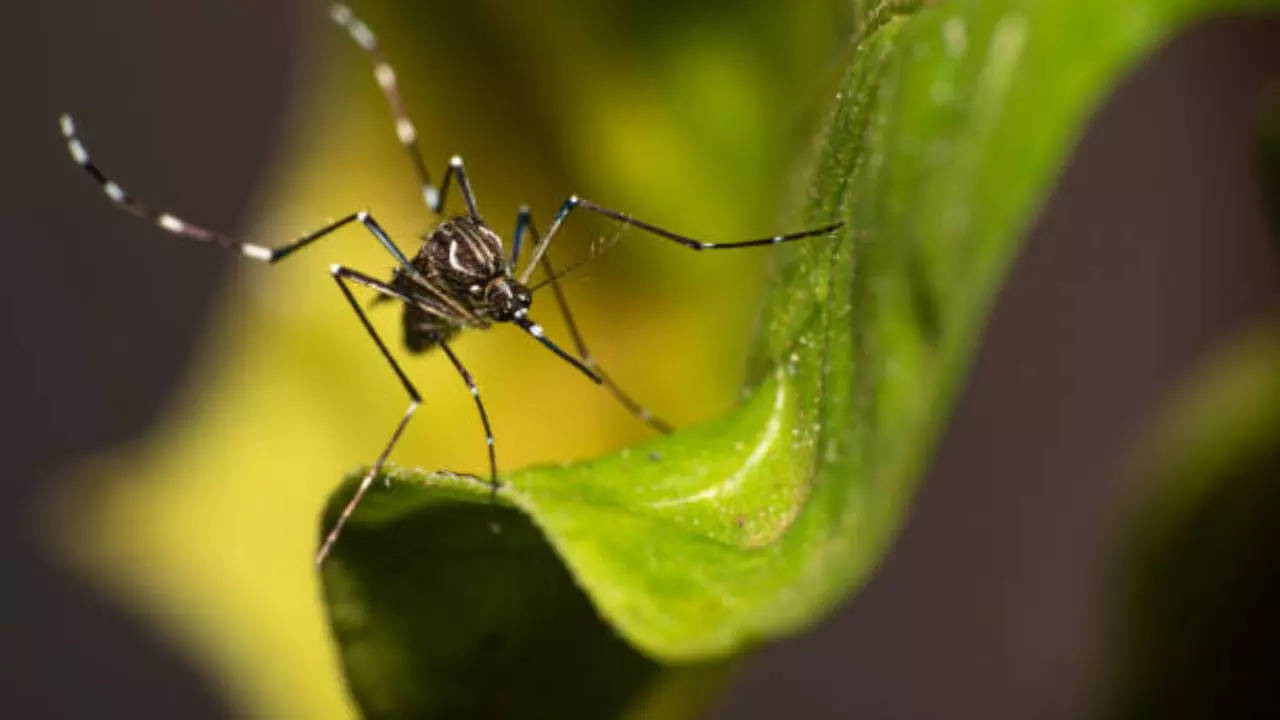 Kolkata sees increase in Aedes albopictus' numbers