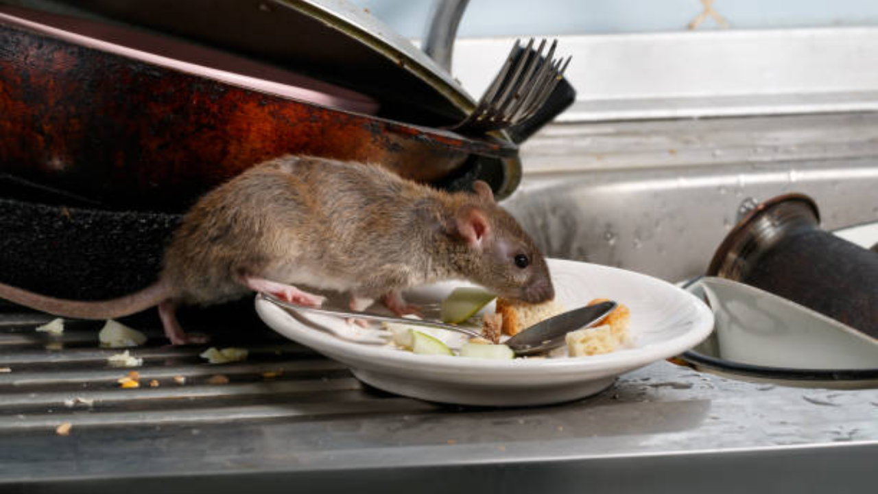 rat istock 