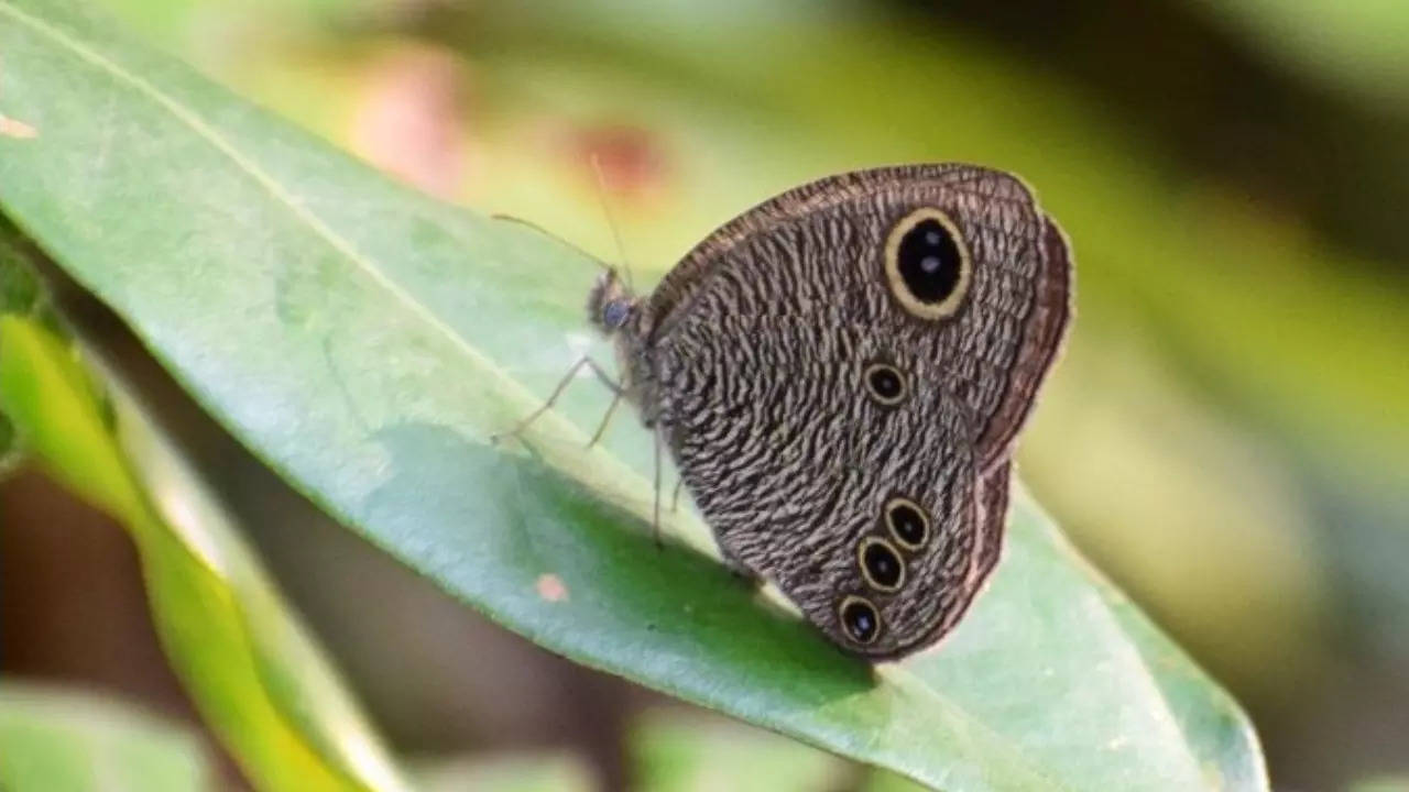 The great four-ring butterfly is the Ypthima genus' largest species. | Aniruddha Singhamapatra