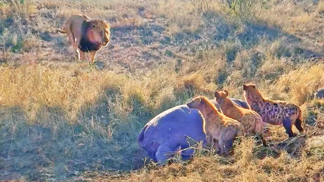 A lion charges towards a pack of distracted hyenas eating a hippo. | Jordan Nell/Latest Sightings