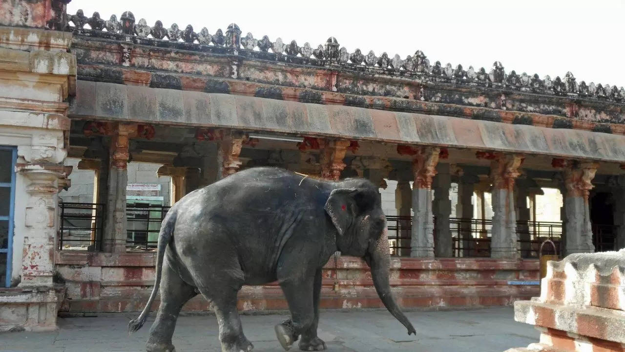 This Shiva Temple In Hampi Has A Resident Elephant That Blesses All Visitors. Credit: Tripadvisor