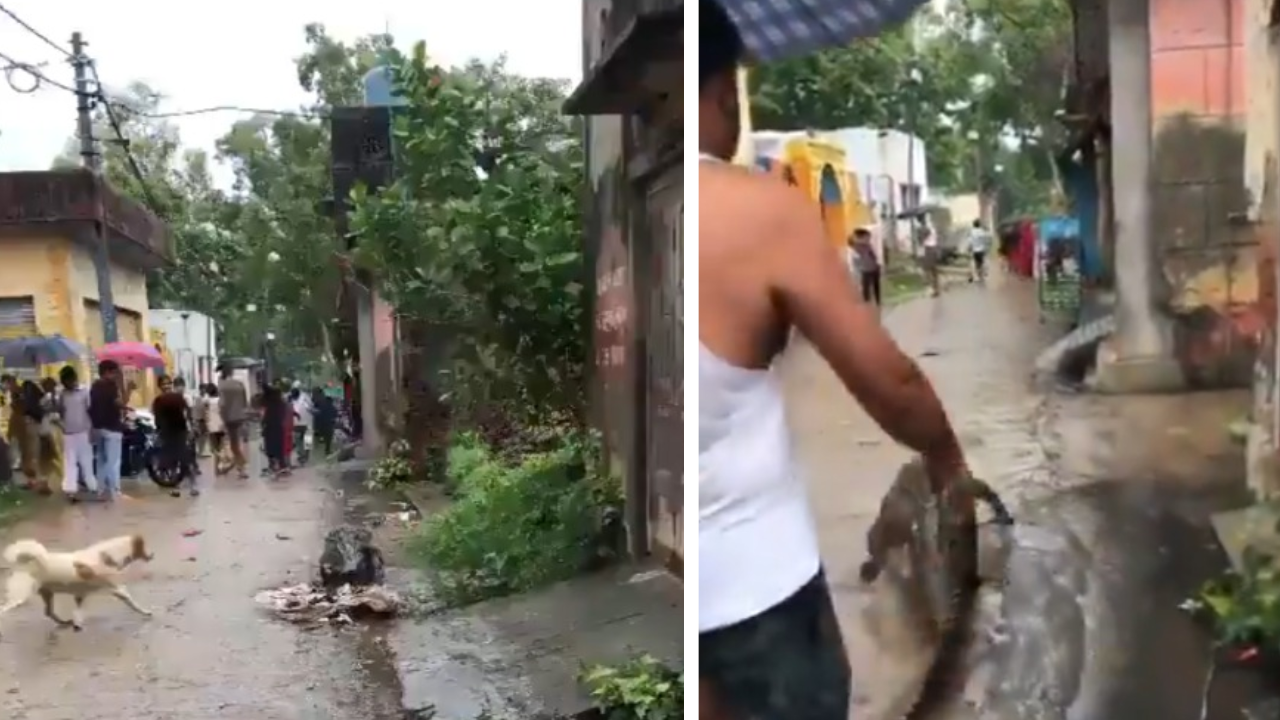 Crocodile enters a village in Uttar Pradesh