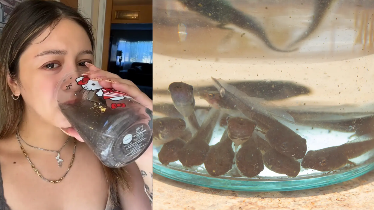 Tadpole water has taken over the internet