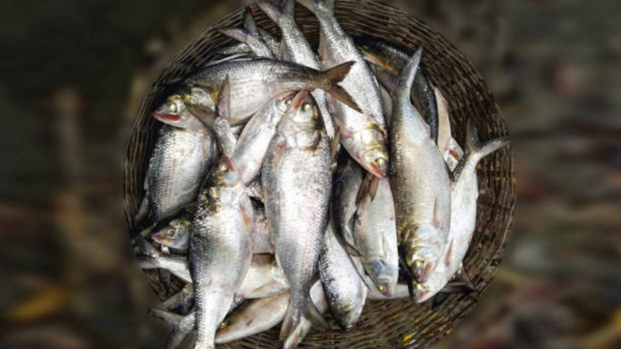 hilsa