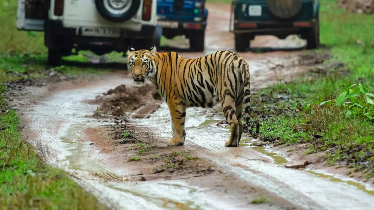 Soon, Private Vehicles Might Be Banned Inside Sariska Tiger Reserve. Credit: Canva