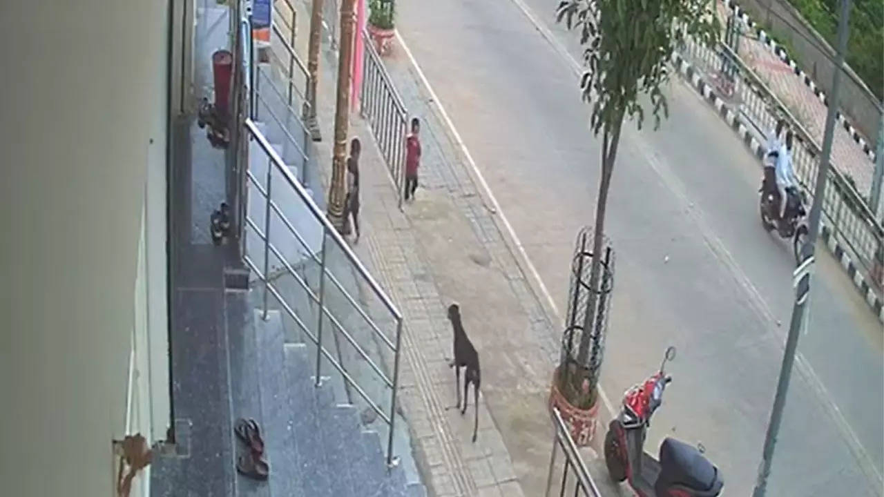 Child Attacked By Stray Dog