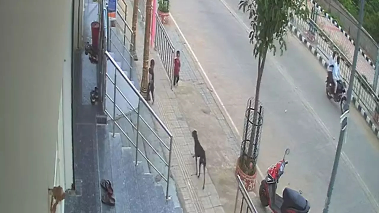 Child Attacked By Stray Dog