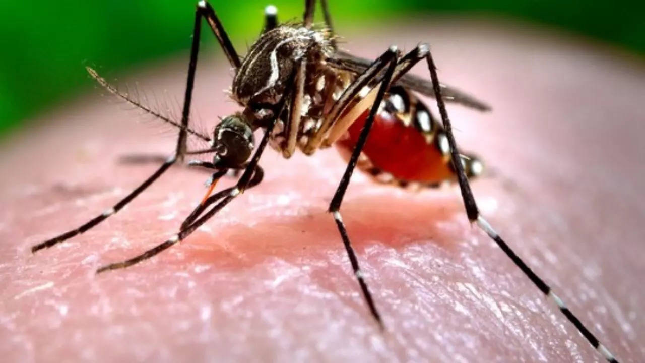 zika virus update: 7 new cases reported in pune, total reaches 73