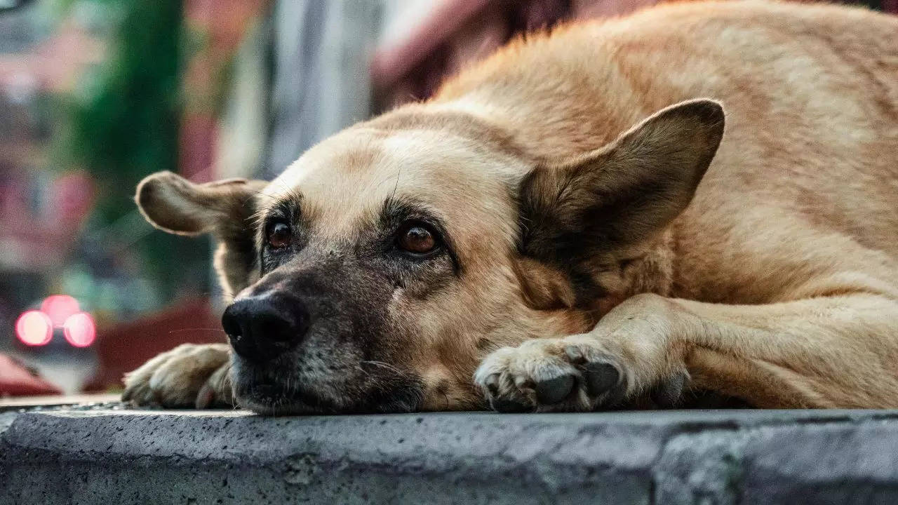 dog, istock