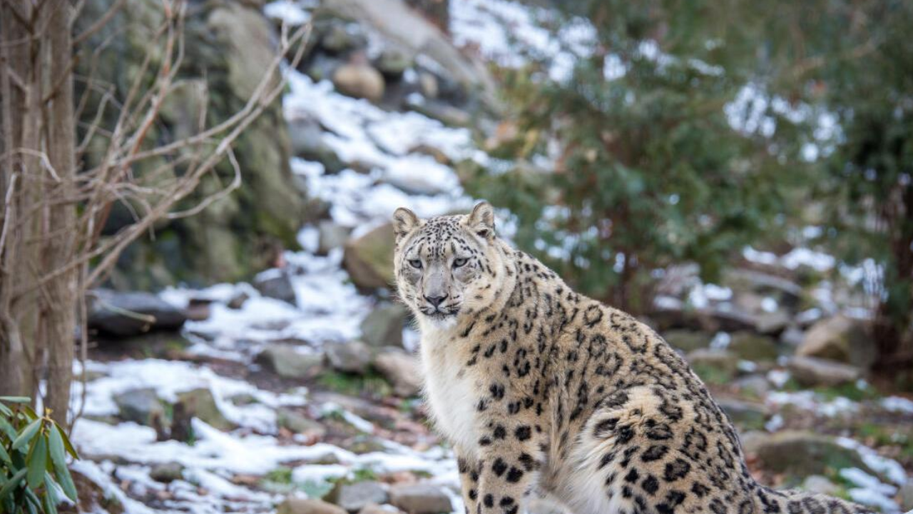 Representational Image of Snow Leopard (Photo: X)