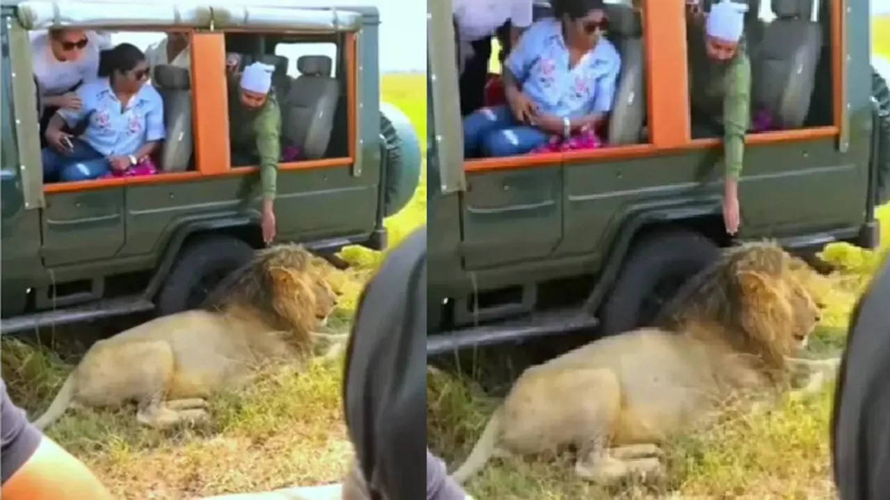 Lion Viral Video (Photo: Instagram)