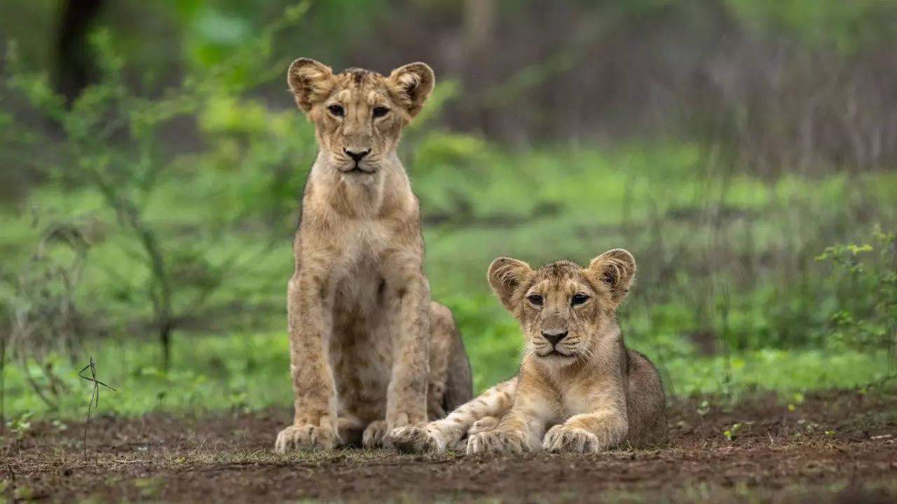 A Safari Guide To Gir National Park. Credit: X/NarendraModi