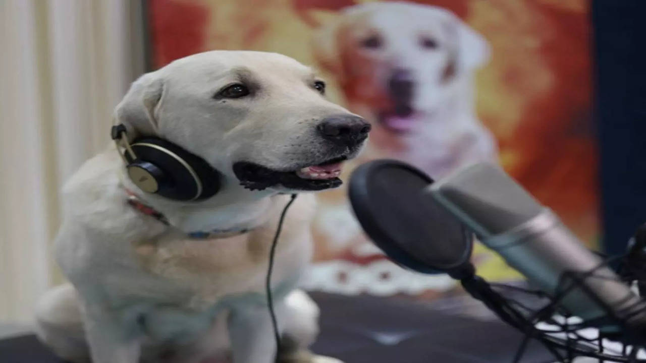 Simba, the labrador in 'Naanu Matthu Gunda 2.'