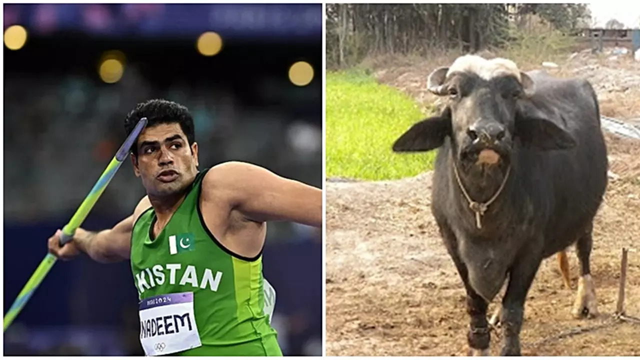 Arshad Nadeem To Get A 'Buffalo' As Gift From Father-in-law In Pakistan: Here Is Why