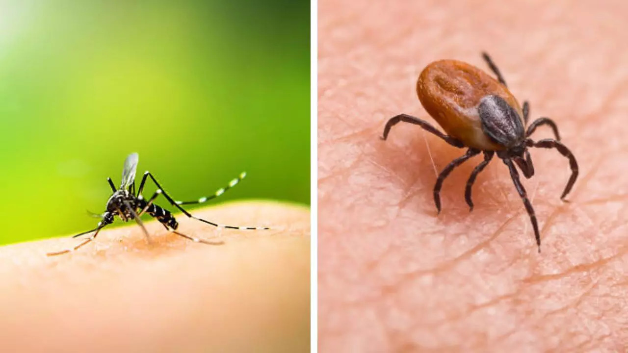 Tropical Diseases You Can Catch In Europe This Summer 